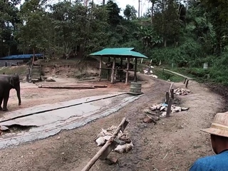 Elephant using in Thailand with teenagers