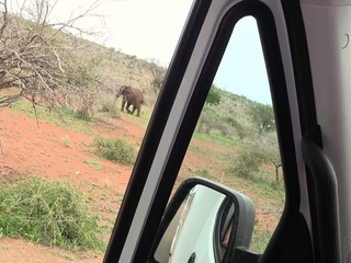 Safari with black African teen with sex