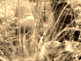 ANTIQUE THEESOME IN THE WOODS